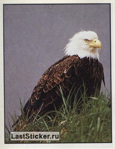 Animals of the World, Panini, 1990; русская версия 1996: наклейка №1