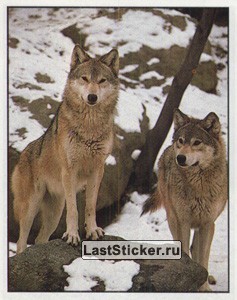 Animals of the World, Panini, 1990; русская версия 1996: наклейка №11