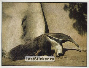 Animals of the World, Panini, 1990; русская версия 1996: наклейка №54