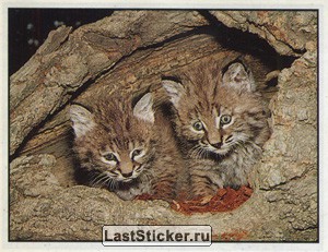 Animals of the World, Panini, 1990; русская версия 1996: наклейка №6