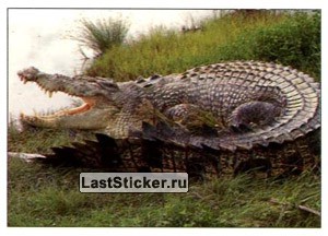 Wild Animals, Panini, 1995; русская версия 1997: наклейка №11