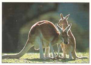 Wild Animals, Panini, 1995; русская версия 1997: наклейка №59